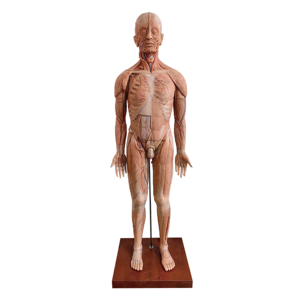 Высокоимитированная модель глубоких поверхностных мышц кровеносных сосудов анатомическая тренировка для медицинской науки человеческого тела - Product Image 1