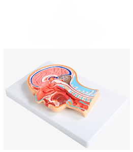 Midline <span class=keywords><strong>sagittal</strong></span> phần sọ não giảng dạy Mô hình giải phẫu - Product Image 3