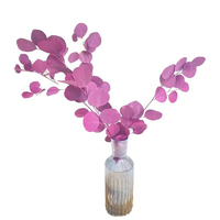 Geconserveerde Gedroogde Appel Eucalyptus Bladeren Takken Yunnan Gedroogde Eucalyptus Bladeren Gedroogde Natuurlijke Gedroogde Eucalyptus Bladeren