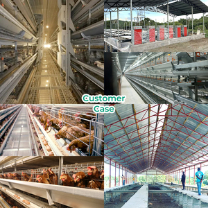 Un Type 5000 Oiseaux Couche Ponte Batterie 4 Niveaux 128 Oeuf Poulet Cage Volaille Équipement Élevage de Poulet pour Ferme - Product Image 5