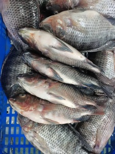 Fábrica <span class=keywords><strong>de</strong></span> Tilapia Congelada <span class=keywords><strong>de</strong></span> China, Tilapia Negra Entera Viva, Precio al por Mayor, Proveedor <span class=keywords><strong>de</strong></span> <span class=keywords><strong>Pescado</strong></span> Congelado para Exportación - Product Image 3