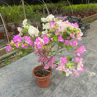 Tanaman Bougainvillea, Pohon, Tanaman Merambat, Akar, Bonsai, Biji, Dekoratif, Kelopak Ganda, Bunga Putih Ungu Oranye, Berbagai Warna dan Ukuran