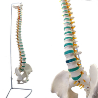 Modelo de vértebra lumbar de fábrica de China