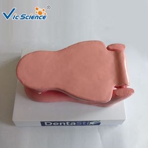 Modelo Anatómico de Dientes de Perro, Modelo de Anatomía Animal, Modelo Médico Educativo - Product Image 3