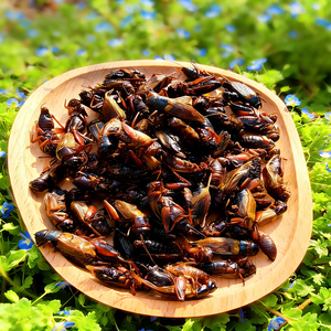 Graines de grinchettes séchées <span class=keywords><strong>comestibles</strong></span>, nourriture naturelle pour reptiles, oiseaux, poissons, petits animaux - Product Image 6