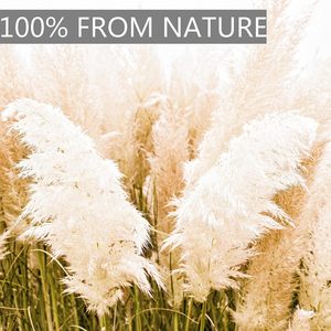 Décoration de mariage bohème en gros : Grandes plumes de pampa naturelles, véritables plumes préservées, plantes artificielles séchées - Product Image 2