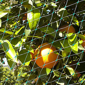 Filet anti-oiseaux en HDPE extrudé, longue durée de vie, pour arbres fruitiers (citronniers) et protection contre les chauves-souris, les oiseaux et les colombes - Product Image 5