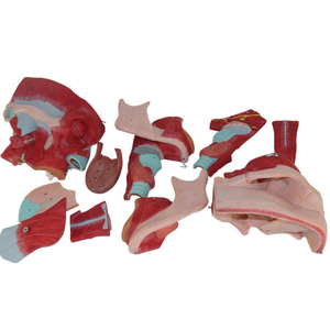 Modelo de enseñanza de anatomía médica Modelos anatómicos de los músculos de la cabeza Nariz Boca y laringe <span class=keywords><strong>para</strong></span> el estudio de la Escuela de Medicina - Product Image 4