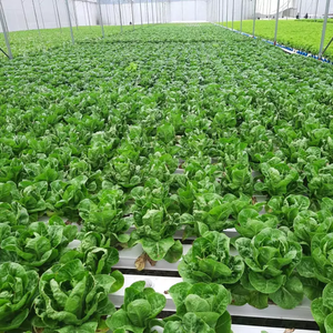 Sistema de Cultivo Vertical Hidropónico en PVC con Canales NFT para Lechuga, Invernadero Pequeño de Plástico, Superventas - Product Image 2
