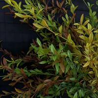 Daun Willow Salju Buatan Plastik Gaya Cina Dekorasi Rumah-Bunga Buatan Rangkaian Tunas Musim Semi Hijau untuk Dalam Ruangan