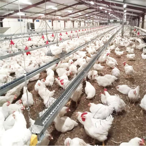 Attrezzatura Automatica per l'Alimentazione del Pollame a Prezzo Conveniente per Allevatori - Product Image 3