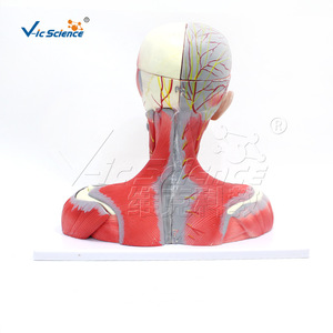VIC159 Modèle des muscles, des vaisseaux sanguins, des nerfs et du cerveau de la tête et du cou : Structure des organes humains - Product Image 4