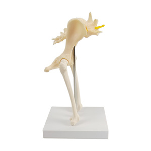 Modelo de articulación de cadera de perro, modelo de anatomía esquelética canina, modelo de construcción de textura de esqueleto, material didáctico para ganadería - Product Image 4