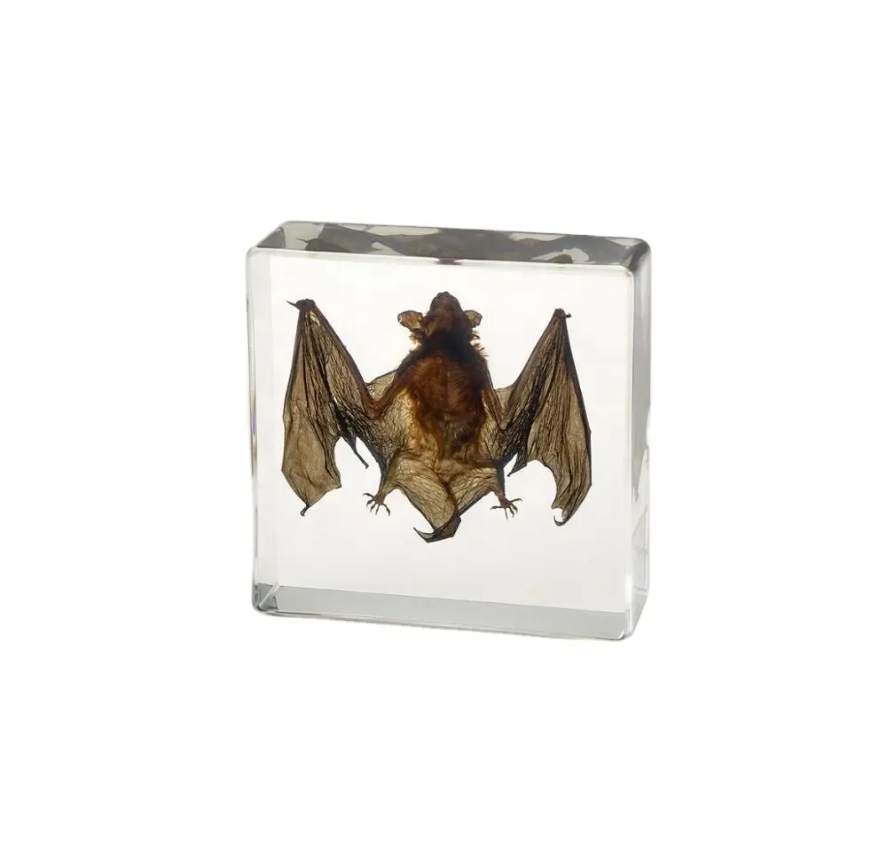 Kristall Injection Box Transparent Harz Bat Tier Insided Lehre Embedded Specimen