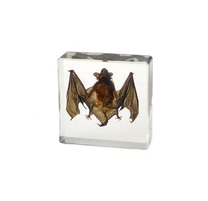 Boîte d'injection en cristal, résine transparente style chauve-souris d'animal, enseignement integré, spécimen