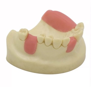 Modelos dentales, materiales educativos, modelos de anatomía Dental - Product Image 4