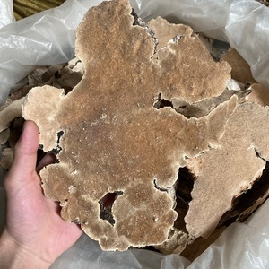 Bois séché blanc, champignon Irpex, champignons laitus, lait, blanc, polypores dentés, à vendre - Product Image 6
