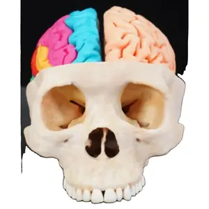 Modello umano cranio umano e cervello modello di stampa ECDH 3D