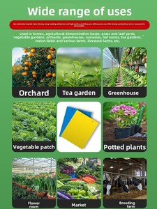 Pièges à insectes collants carrés double face jaunes et bleus pour mouches des fruits, thrips et mouches noires dans les vergers - Product Image 3