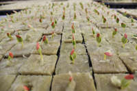 Laine de roche pour cubes de culture hydroponique, pour la propagation des semis et la culture de plantes en serre