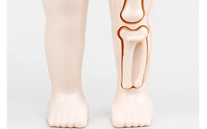 14 locks ducducducational 3D del Odel cicientific locks Odel uuilding ooys Uman natnatomy rgan rsemsssemled Oy Odel para tutudent - Product Image 4