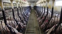 LJ Solutions modernes de bâtiments agricoles et d'entrepôts préfabriqués en structure métallique de grande envergure pour abris à moutons/chèvres/poulets