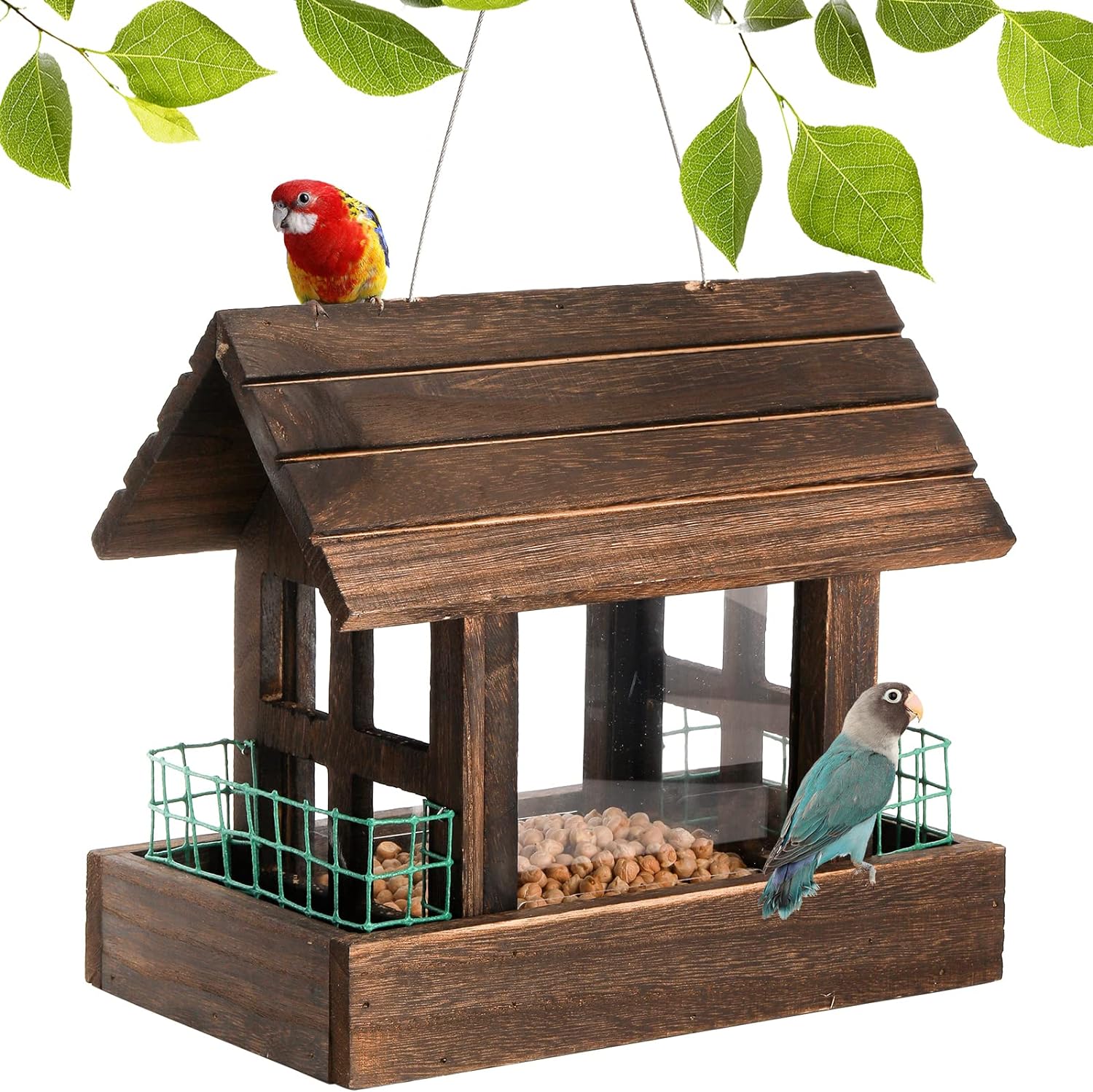 birds hanging suet food