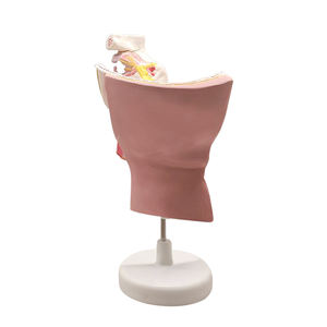 Nervo trigemino e i suoi rami ZM1212 ingrandito - Product Image 2