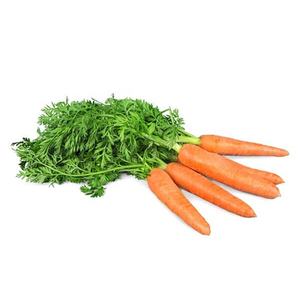 Prensa Física Pura a granel, oleorresina de zanahoria orgánica - Product Image 2