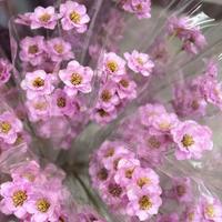 Fabrik-Großhandel Handgefertigte Echte Getrocknete Silberglockenblumen für Boho-Heimdekoration & Hochzeits-Blumenarrangements