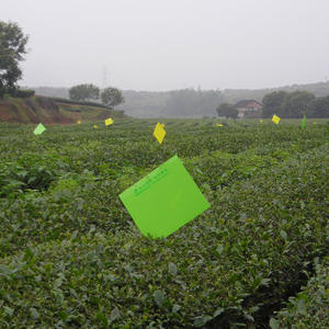 Piège à insectes collant en plastique vert solide, imperméable, <span class=keywords><strong>planche</strong></span> à colle <span class=keywords><strong>pour</strong></span> les scarabées, lutte antiparasitaire, écologique, sans odeur, jetable, jardins - Product Image 3