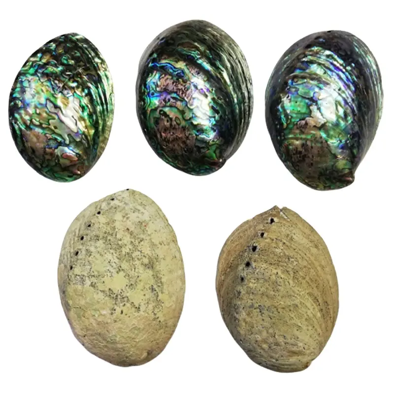 Natuurlijke Abalone Shell Grote Voorraad 12-16 Cm Voor Decoratie Voor Groothandel Met Beste Prijs 2022 In Markt