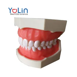 אוראלי שיניים דגם יכול לשמש עבור הוראה רפואית נשלף שן אמיתי בקנה מידה הוא על מכירה מיוחדת