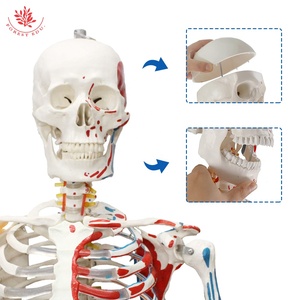 Modelo de <span class=keywords><strong>Esqueleto</strong></span> Humano FRT002-2, <span class=keywords><strong>Articulaciones</strong></span>, Ligamentos <span class=keywords><strong>y</strong></span> Músculos Anatómicos con Color, Modelo de <span class=keywords><strong>Esqueleto</strong></span> Humano Desmontable - Product Image 4