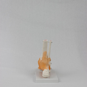 Modèle fonctionnel de l'articulation du pied, modèle d'articulation humaine, modèle pédagogique, fabricant de modèles d'os du pied en gros. - Product Image 2