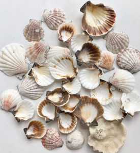 Concha de Vieira Colorida - Concha Marina Natural para Manualidades, Regalos, Decoración Navideña - Product Image 2