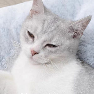 Multifunctioneel Kattennest Verstelbaar Voor Kleine Kattenhond Op Maat Gemaakte Huisdierenbedden Grot Kattenbed - Product Image 4