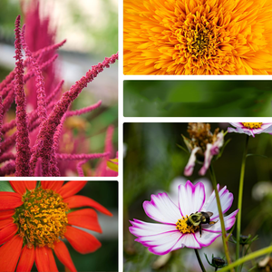 Grande collection <span class=keywords><strong>de</strong></span> fleurs pour la plantation en jardin, variétés anciennes non-OGM, zinnias attirant les pollinisateurs, bouquets à couper - Product Image 3