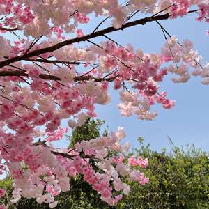 Arbre à fleurs de cerisier artificiel de 250 cm, fait main, très vendu, en PU, écologique, résistant aux UV, <span class=keywords><strong>d</strong></span>écoration intérieure pour <span class=keywords><strong>chambre</strong></span> à coucher - Product Image 4