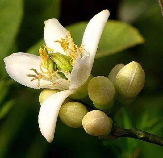 Paypoq va taytdagi rus ayollarining porno fotosuratlari