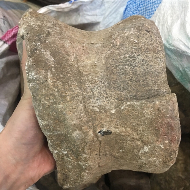 Real Natural Dinosaur Bone Fossil Crystal Stone Decorative Petrified Bone for Wholesale Sale