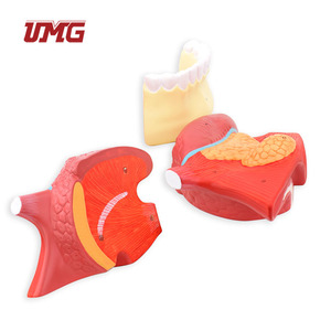 Modelo de Lengua y Dientes Desmontable 2.5 veces más Grande, de Plástico, para Demostración de la Cavidad Oral y la Mandíbula Inferior - Product Image 3