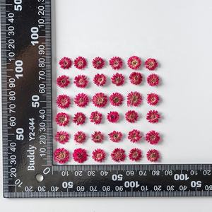 Venta al por mayor de flores secas prensadas Anaphalis <span class=keywords><strong>Sinica</strong></span> flor prensada para DIY funda de teléfono resina Nail Art joyería postal Decoración - Product Image 6