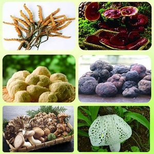 Extrait de cordykes de <span class=keywords><strong>ganoderme</strong></span> naturelle Pure à 100%, 1 pièce, plante naturelle - Product Image 2