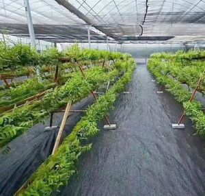 Usine bas prix géotextile plantation agricole couvert herbe tissu fraise avec anti-herbe tissu désherbage tissu - Product Image 4