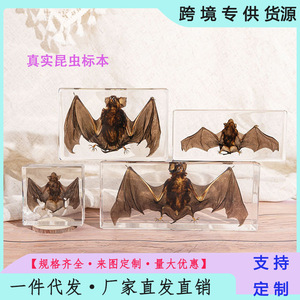 Bloque de Resina con Espécimen de Murciélago Real, 75x75x24mm, Adorno Acrílico Transparente, Juguete Coleccionable de Exploración Natural - Product Image 5