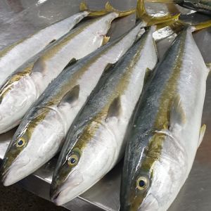 Premium Frozen Yellowtail Fish Wild Caught Proveedor de exportación al por mayor Mariscos a granel para restaurantes Servicio de alimentos y supermercados - Product Image 2