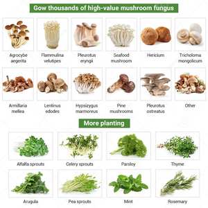 Système de culture en conteneur pour champignons, serre agricole aéroponique/aquaponique, 20ft 40ft, moteur 500-3000kg - Product Image 5