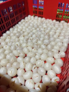 Lichi Orgánico Congelado Estándar de Exportación, Envasado al Vacío a Granel, Sin Azúcar, para Bebidas, Postres y Mezclas de Frutas - Product Image 5