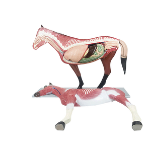 Modèle anatomique de cheval Modèle anatomique animal Modèle médical d'anatomie de cheval en plastique - Product Image 2